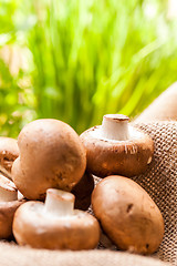 Image showing Fresh brown Agaricus mushrooms