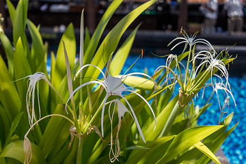 Image showing Beautiful spider lily, Hymenocallis littoralis