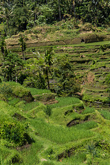 Image showing Lush green terraced farmland in Bali