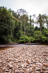Image showing Stony river bed in a lush green jungle