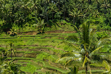 Image showing Lush green terraced farmland in Bali