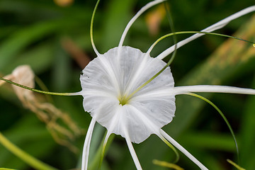 Image showing Beautiful spider lily, Hymenocallis littoralis