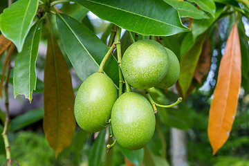 Image showing Fresh green mango fruit plant outside in summer 