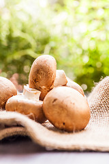 Image showing Fresh brown Agaricus mushrooms