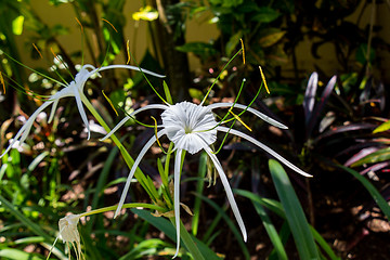 Image showing Beautiful spider lily, Hymenocallis littoralis