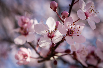 Image showing Beautiful pink spring cherry blossom