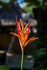 Image showing Colorful orange tropical strelitzia flowers