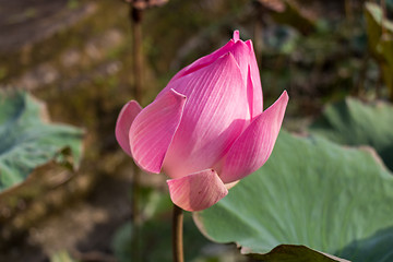 Image showing Beautiful pink water lily bud