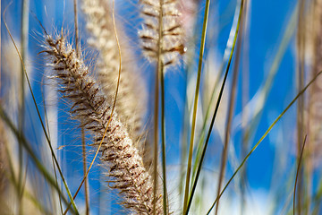 Image showing Flowering wild ornamental grass