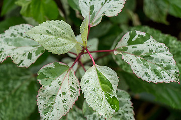 Image showing Ornamental variegated leafy shrub