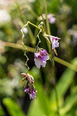 Image showing Delicate purple flower