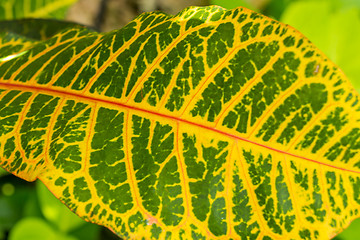 Image showing Colorful yellow and green Croton leaf