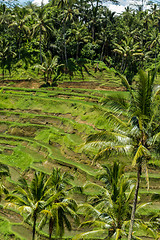 Image showing Lush green terraced farmland in Bali