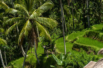 Image showing Lush green terraced farmland in Bali