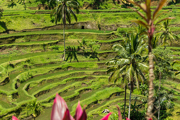 Image showing Lush green terraced farmland in Bali