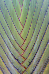 Image showing Tropical green palm tree background macro