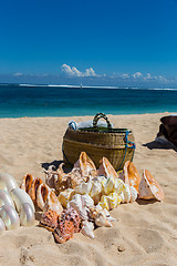 Image showing Conchs and seashells for sale on a beach