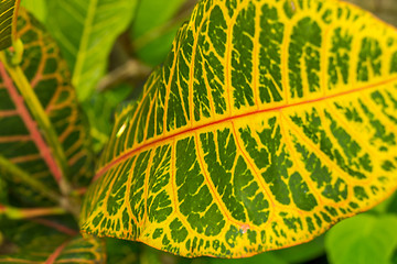 Image showing Colorful yellow and green Croton leaf