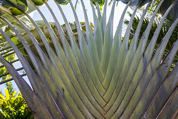 Image showing Tropical green palm tree background macro