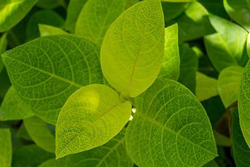 Image showing Background of fresh green leaves