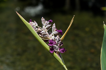 Image showing Delicate purple flower