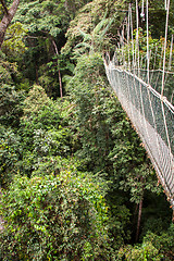 Image showing Narrow cable suspension footbridge