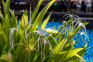 Image showing Beautiful spider lily, Hymenocallis littoralis