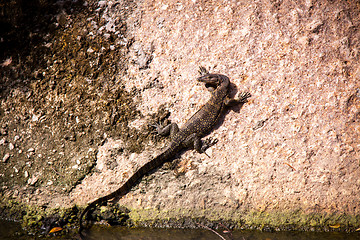 Image showing Small monitor lizard sunning on a ledge