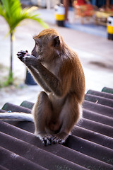 Image showing Adult macaque monkey sitting eating fruit