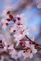Image showing Beautiful pink spring cherry blossom