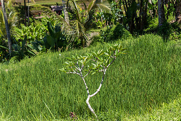 Image showing Lush green terraced farmland in Bali