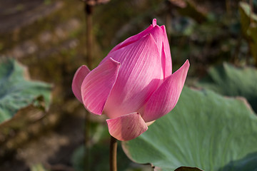 Image showing Beautiful pink water lily bud