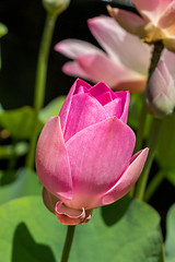 Image showing Beautiful fragrant pink water lily