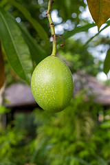 Image showing Fresh green mango fruit plant outside in summer 