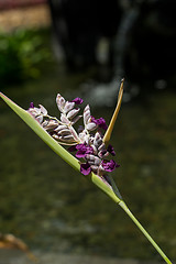 Image showing Delicate purple flower