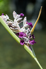 Image showing Delicate purple flower