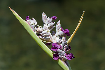 Image showing Delicate purple flower