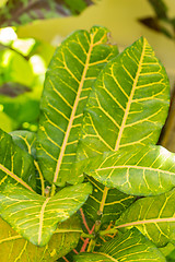 Image showing Colorful yellow and green Croton leaf