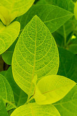 Image showing Background of fresh green leaves