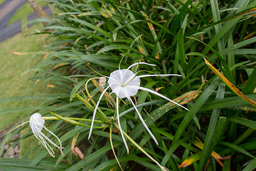 Image showing Beautiful spider lily, Hymenocallis littoralis