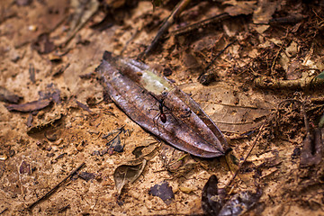 Image showing Ant on a seed pod