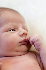 Image showing Small baby lying in fur