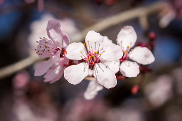 Image showing Beautiful pink spring cherry blossom