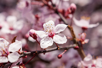 Image showing Beautiful pink spring cherry blossom