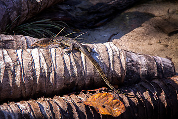 Image showing Small monitor lizard sunning on a ledge