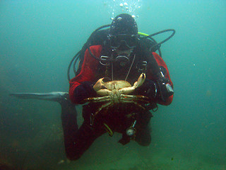 Image showing Diver with crab