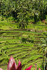 Image showing Lush green terraced farmland in Bali