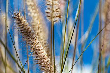 Image showing Flowering wild ornamental grass