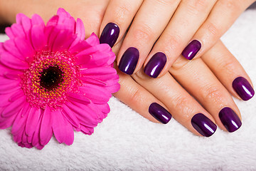 Image showing Woman with beautiful manicured purple nails