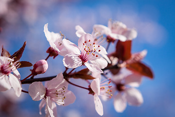 Image showing Beautiful pink spring cherry blossom